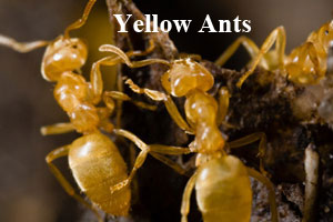 Front Range Pest Control of Fort Collins 