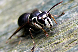 Bald-faced Hornet