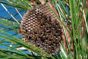 Paper Wasps and nest