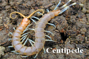 Front Range Pest Control of Fort Collins