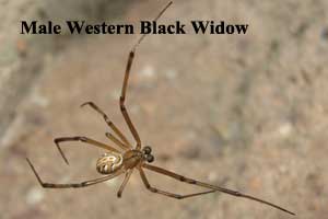 Front Range Pest Control of Fort Collins