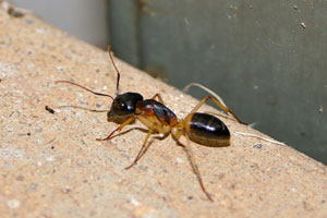 Front Range Pest Control of Fort Collins