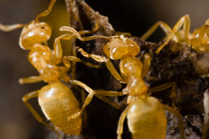 Front Range Pest Control of Fort Collins