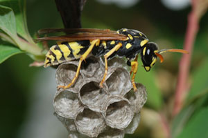 Front Range Pest Control of Fort Collins