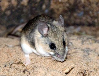 Deer Mouse