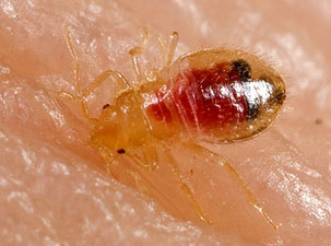 Bed Bugs - Pest Library - Front Range Pest Control of Fort Collins ...