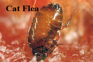 Fleas, Mites and Ticks - Pest Library - Front Range Pest Control of